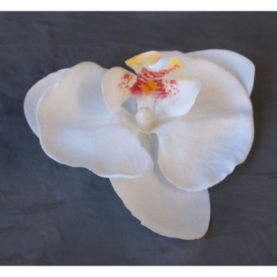 Fleuron phalaénopsis