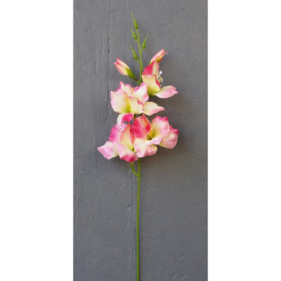 Petit glaïeul 4 fleurs et 1 bouton