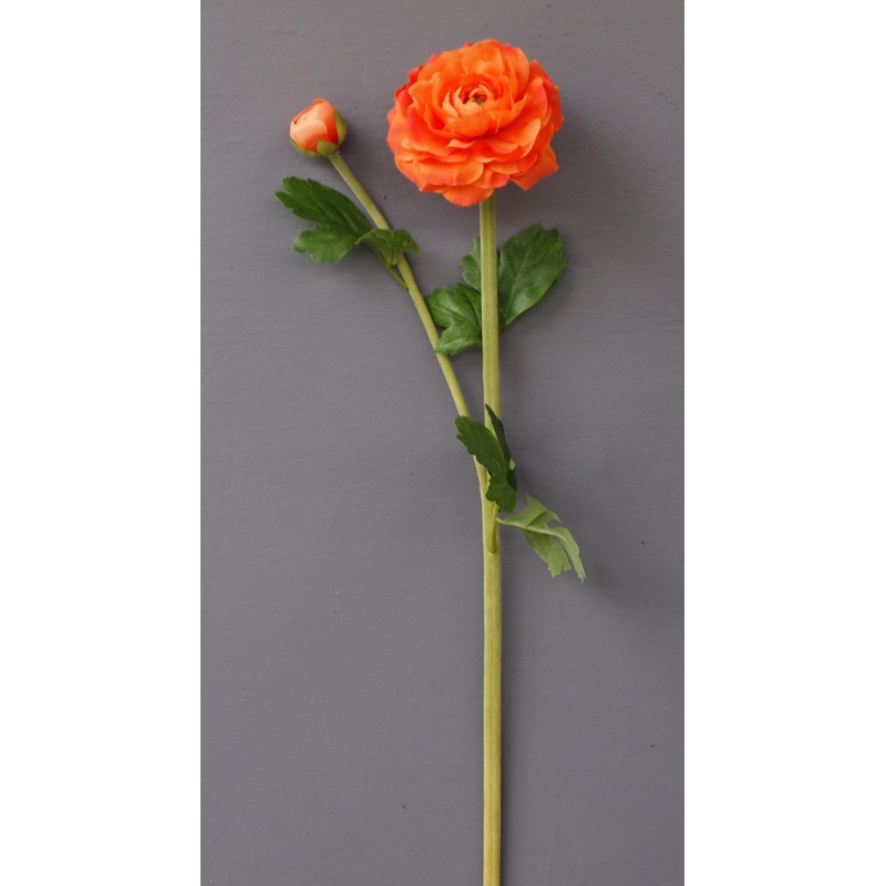 Renoncule 1 fleur et 1 bouton