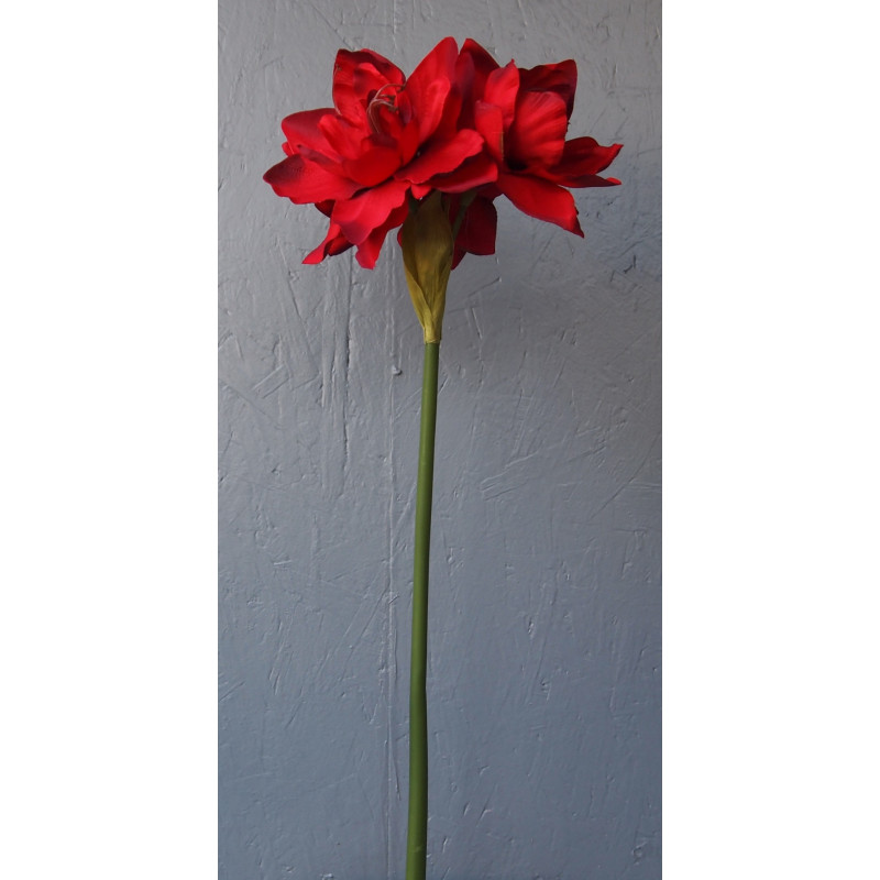 Grosse fleur d'amaryllis