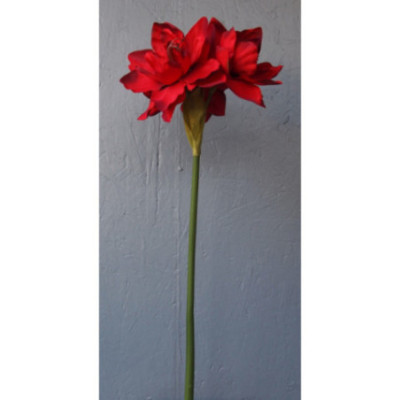 Grosse fleur d'amaryllis