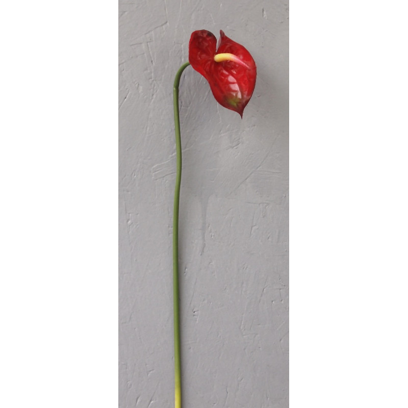 Petite fleur d'anthurium