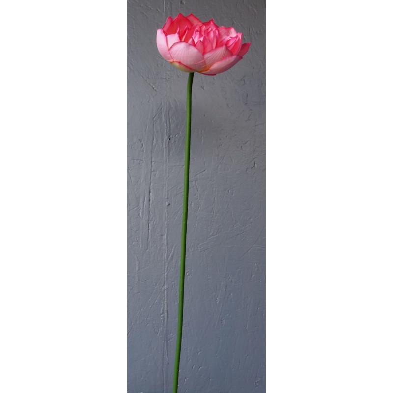 Grosse fleur de lotus double