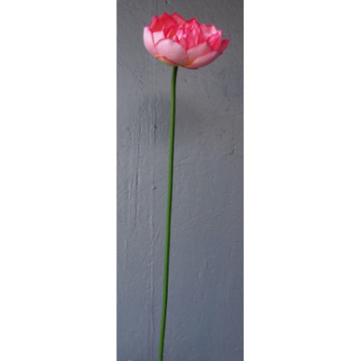 Grosse fleur de lotus double