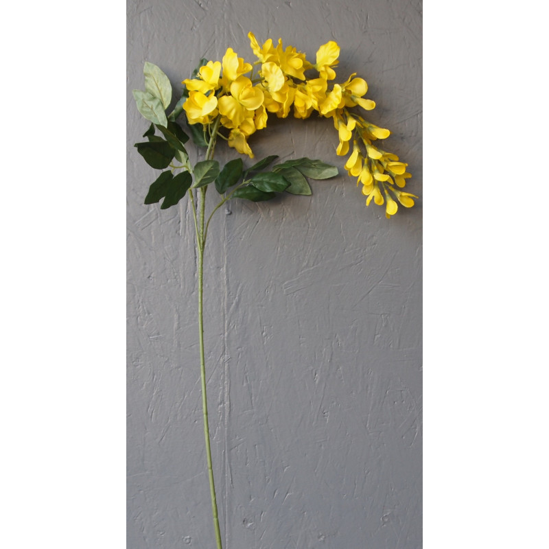 Grosse glycine souple