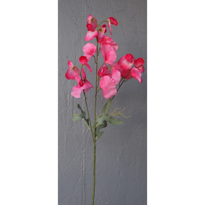 Pois de senteur 3 branches