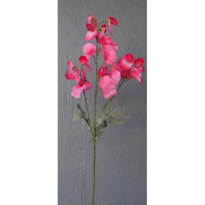 Pois de senteur 3 branches