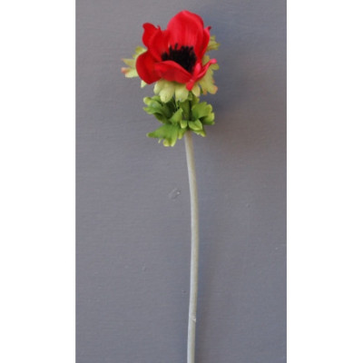Petite anémone tige souple