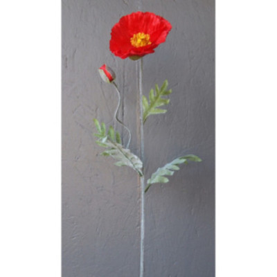 Pavot 1 grosse fleur et 1 bouton