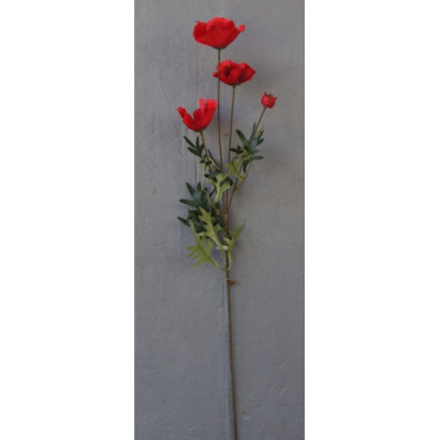 Coquelicot