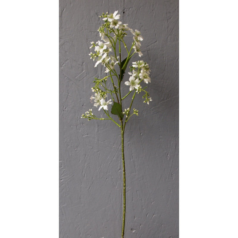 branche d'églantine