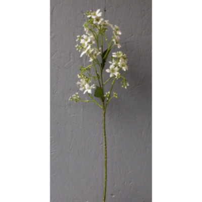 branche d'églantine