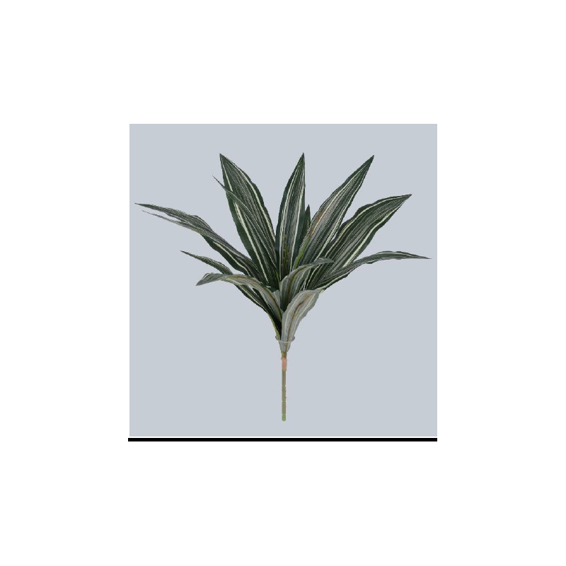 Touffe de dracena