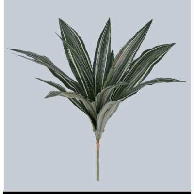 Touffe de dracena