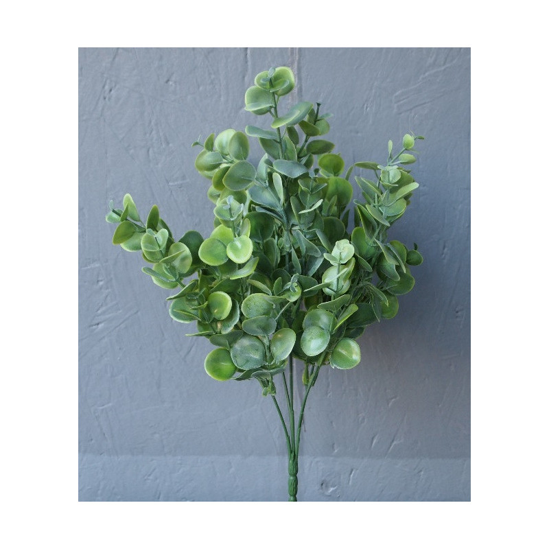 Petite touffe eucalyptus
