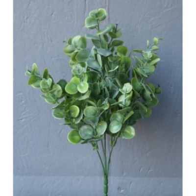 Petite touffe eucalyptus