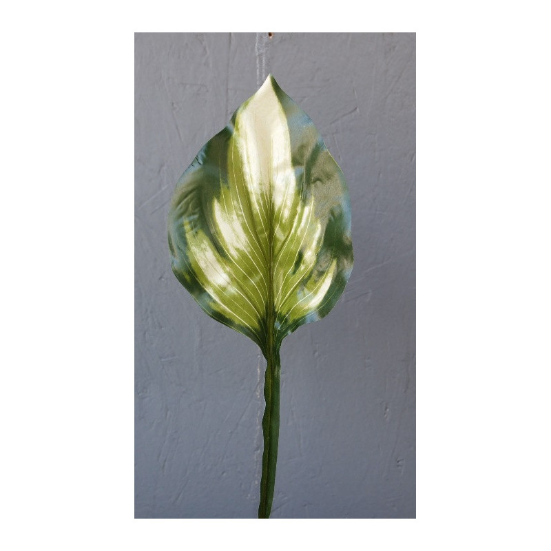 feuille d'hosta panachée