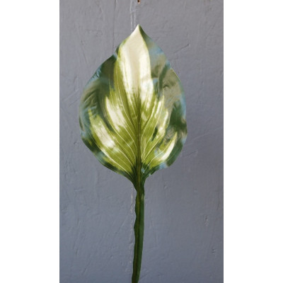 feuille d'hosta panachée
