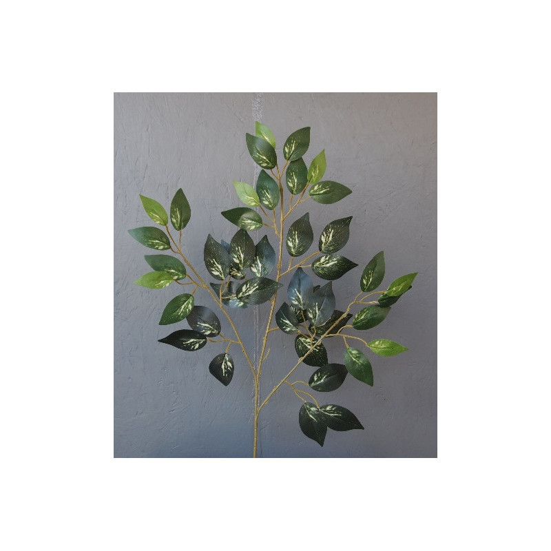 Ficus benjamina panaché