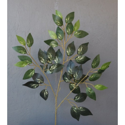 Ficus benjamina panaché