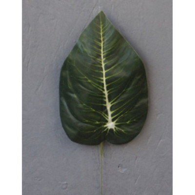 Feuille de Syngonium