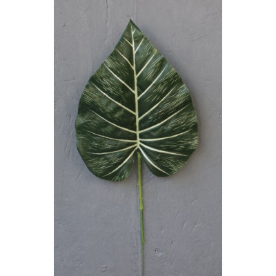 Feuille d'anthurium