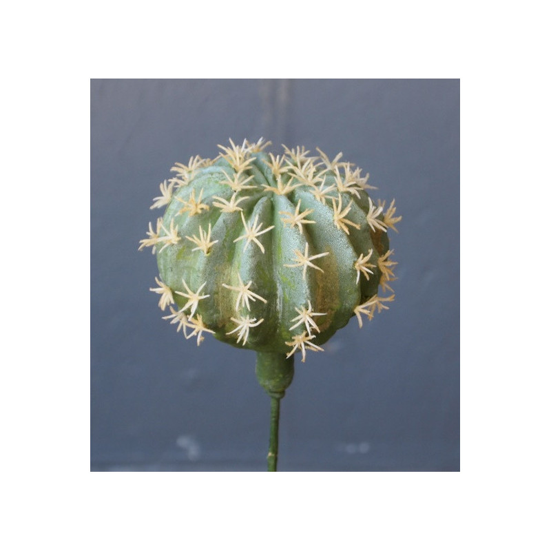 Cactus coussin de belle-mère