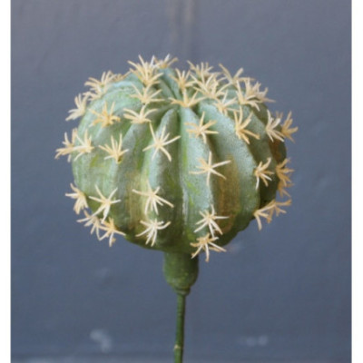 Cactus coussin de belle-mère