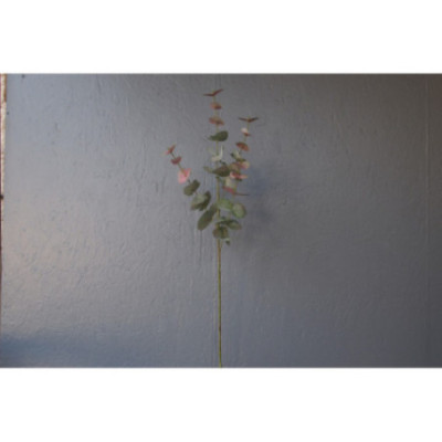 Branche d'eucalyptus, 4 tiges