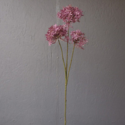 Tige de lycoris radiata