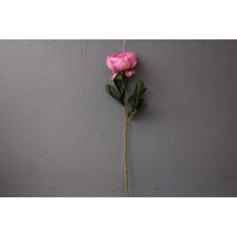 Tige de pivoine lactiflora