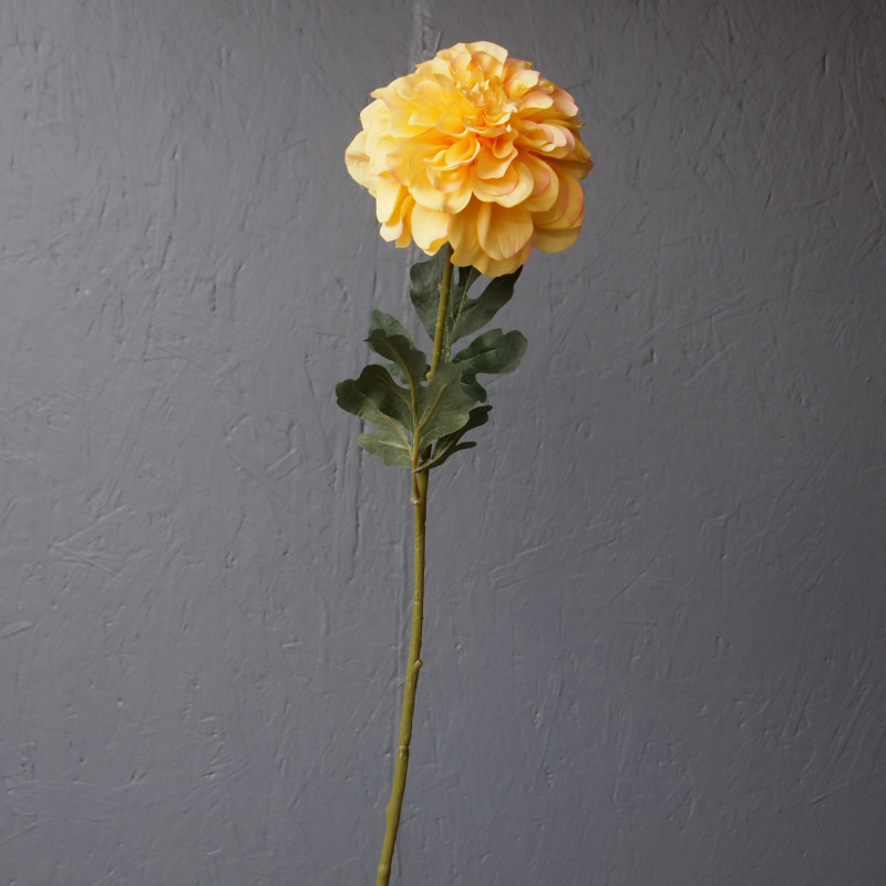 Tige de dahlia grosse fleur