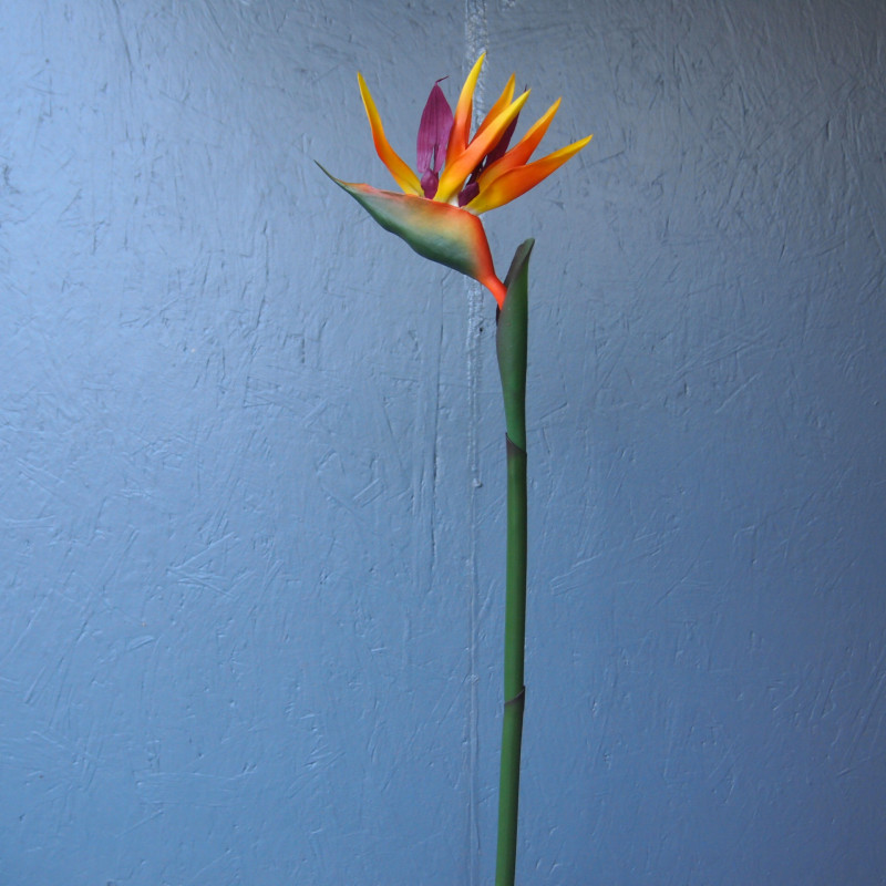 Strélitzia ou Oiseau de paradis