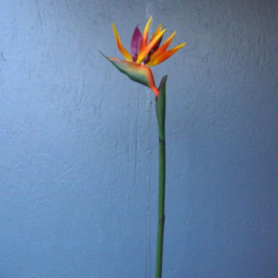 Strélitzia ou Oiseau de paradis