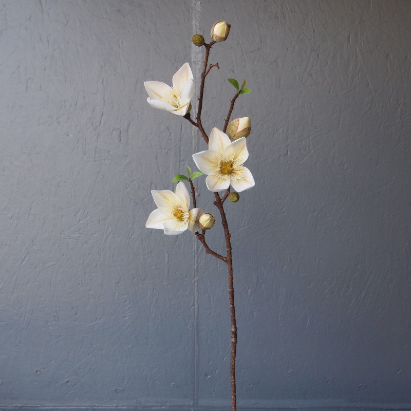 Tige de magnolia tulipier