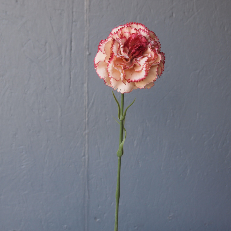 Tige d'œillet grosse fleur