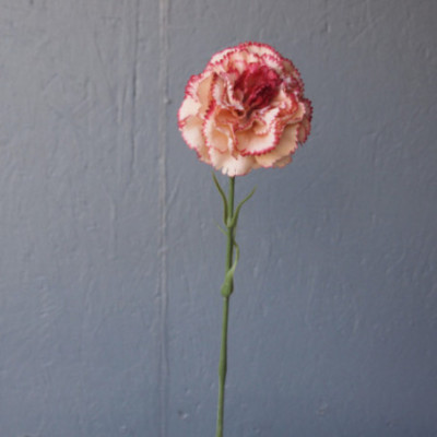 Tige d'œillet grosse fleur