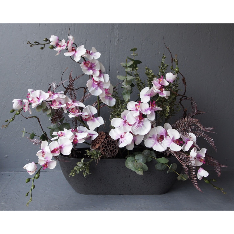 Jardinière Phalaenopsis