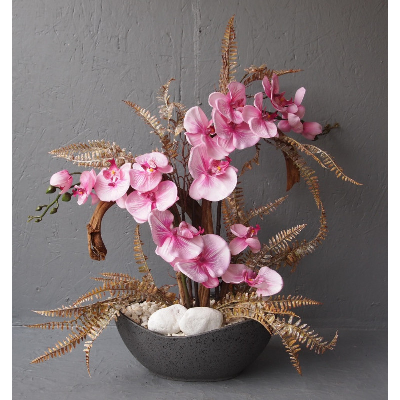Coupe Phalaenopsis