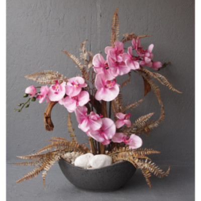 Coupe Phalaenopsis