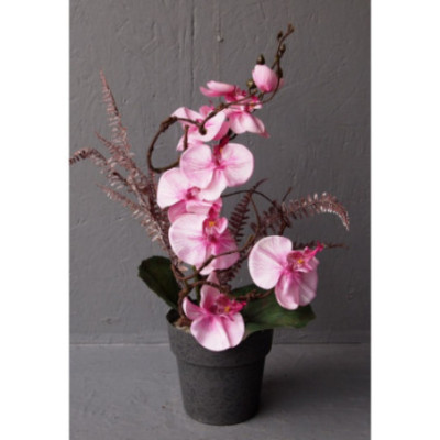 Pot Phalaenopsis