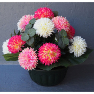 Coupe Dahlia