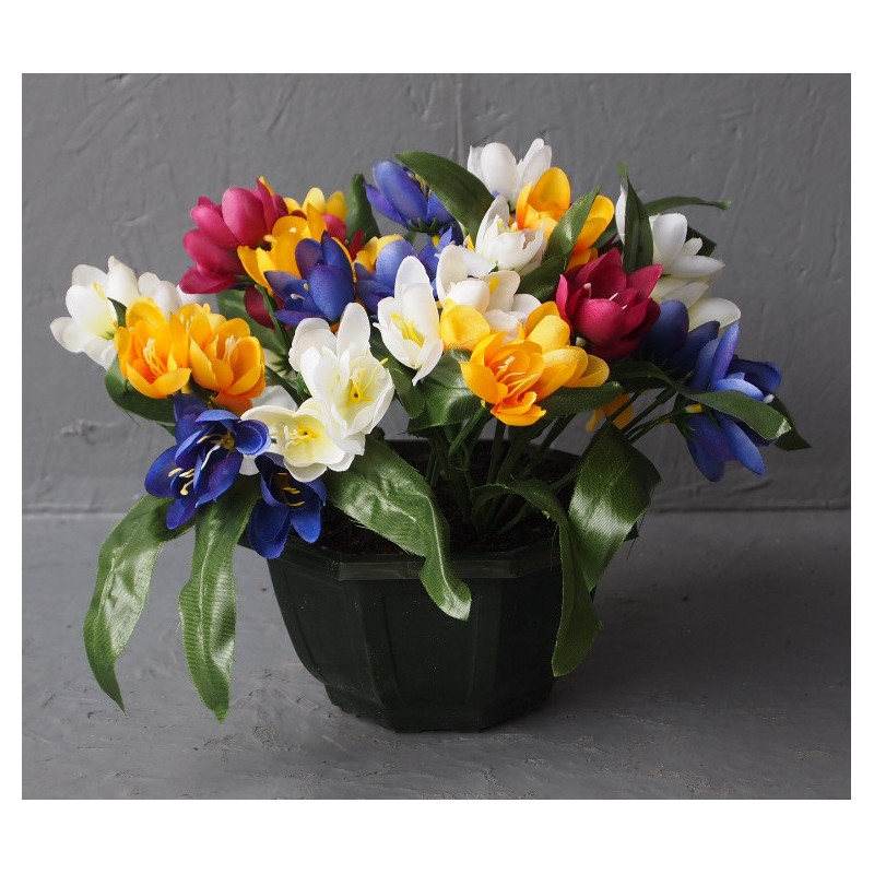 Coupe Crocus