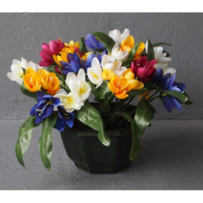 Coupe Crocus