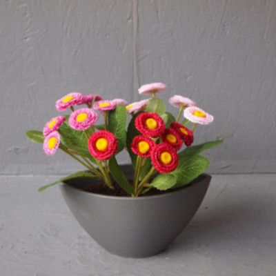 Coupe Pâquerettes pomponettes
