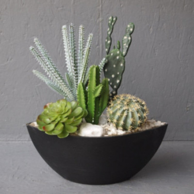 Coupe évasée succulentes