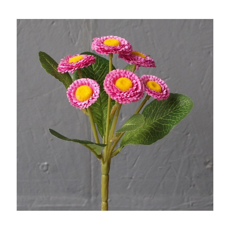 Bouquet de paquerette