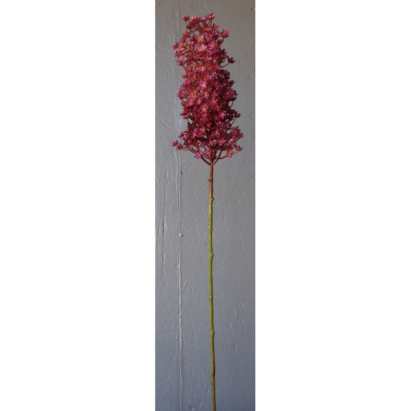 Hortensia allongé