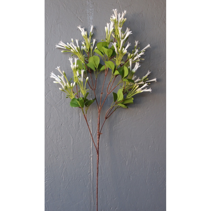 Tige de jasmin