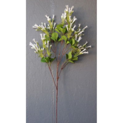 Tige de jasmin